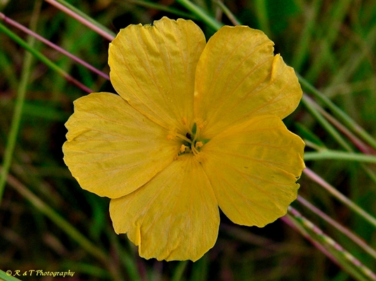 {Piriqueta caroliniana}